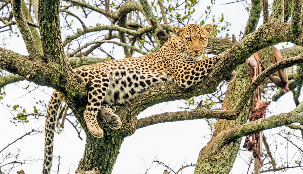 Saruni Eagle View Hotel Naboisho Eksteriør billede